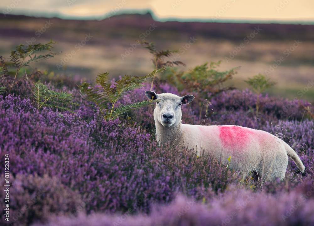 Obraz premium White Sheep Among Blooming Heather