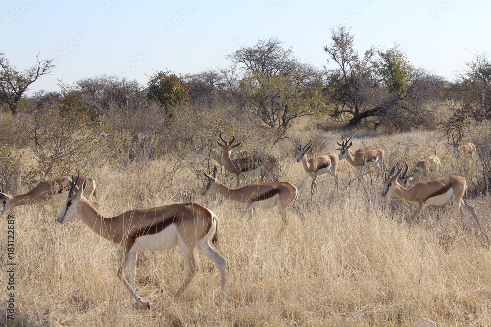 Fototapeta premium Kalahari Springböcke