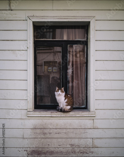 Cat in Istanbul © PedroJos