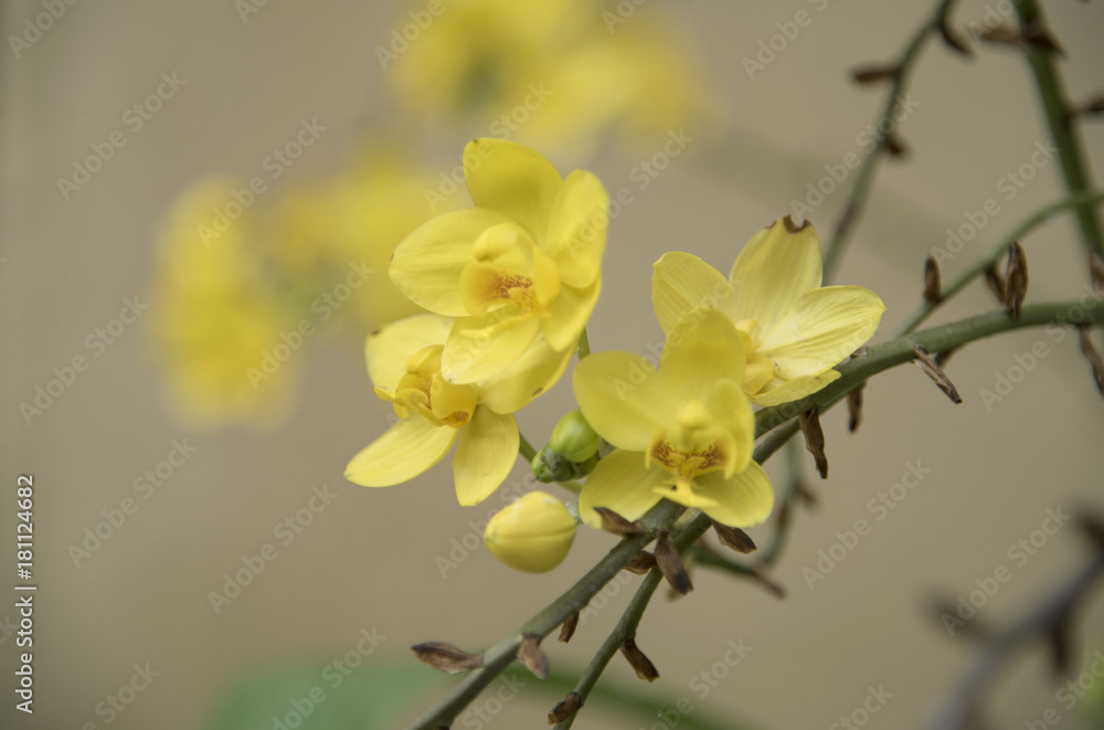 Yellow flowers are the background or wallpaper.