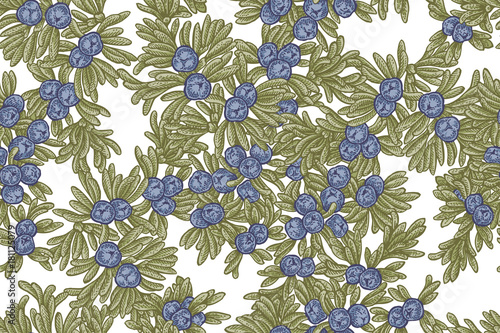 Juniper tree vector seamless pattern. Hand drawn illustration branch of Juniperus communis.