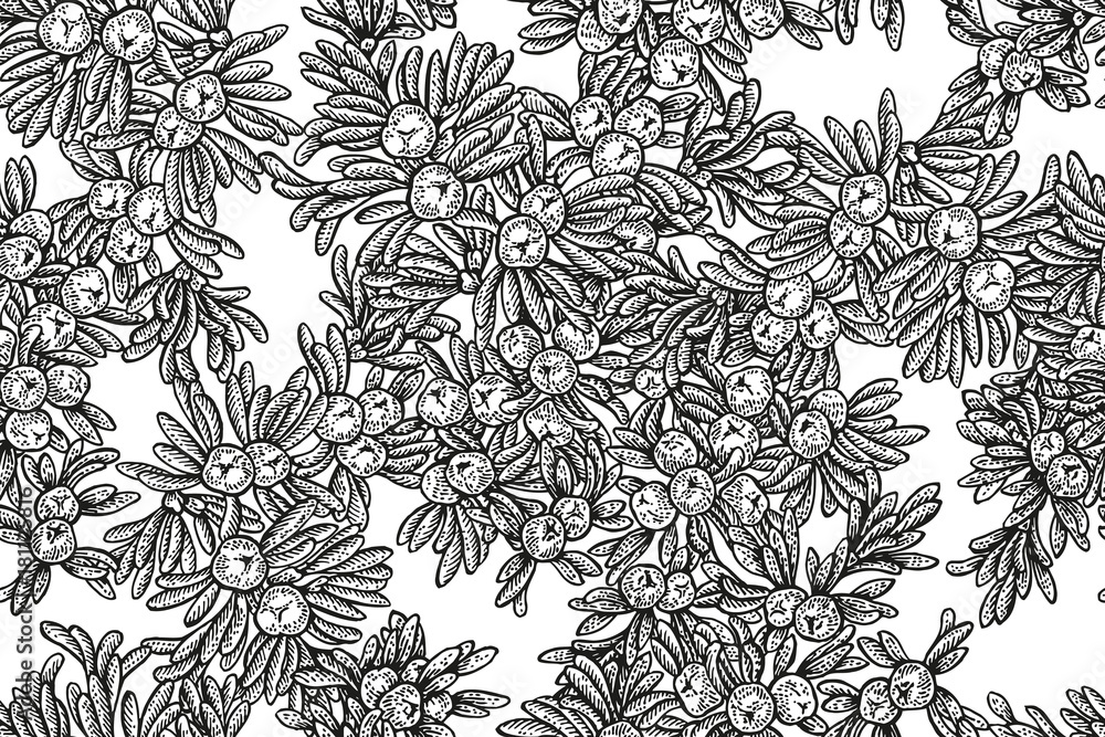 Juniper tree vector seamless pattern. Hand drawn illustration branch with berries on white background.