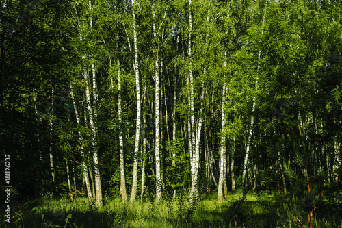 Beautiful landscape. Russian forest. White birch trunks.