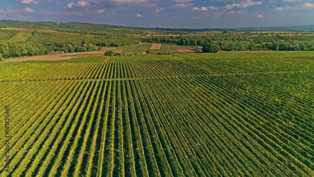 Kutjevo vineyards aerial Kutjevo vineyards aerial