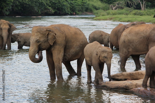 Canvas Print A family of elephants in elephant nursery