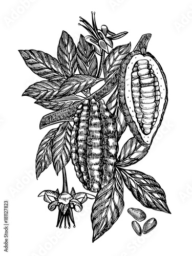 Chocolate Cocoa beans vector illustration. Engraved style illustration. Sketched hand drawn cacao beans, tree, leafs and branches.
