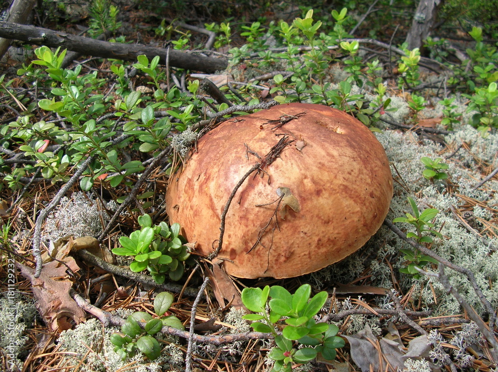 In the Siberian taiga In the Siberian taiga
