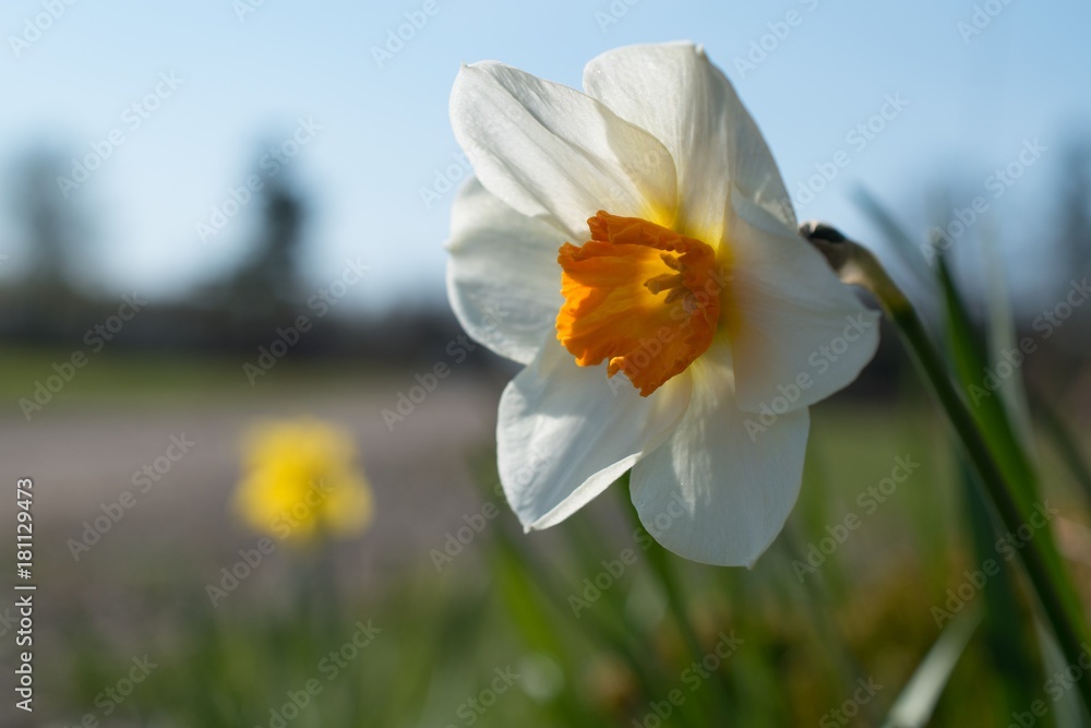 Daffodil Daffodil