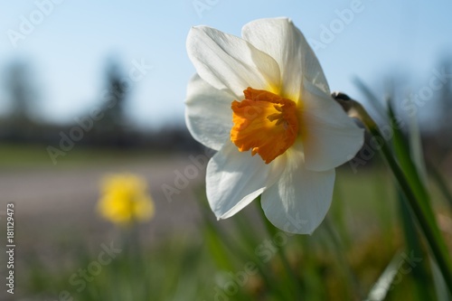 Daffodil