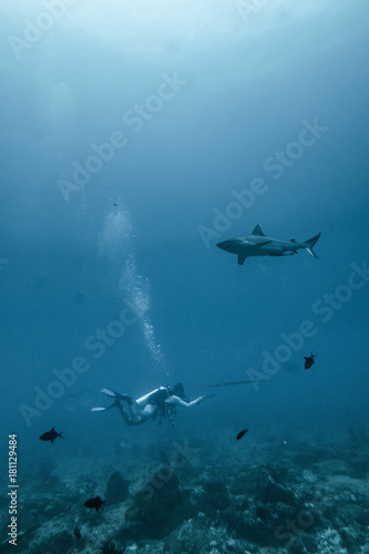 diver and shark
