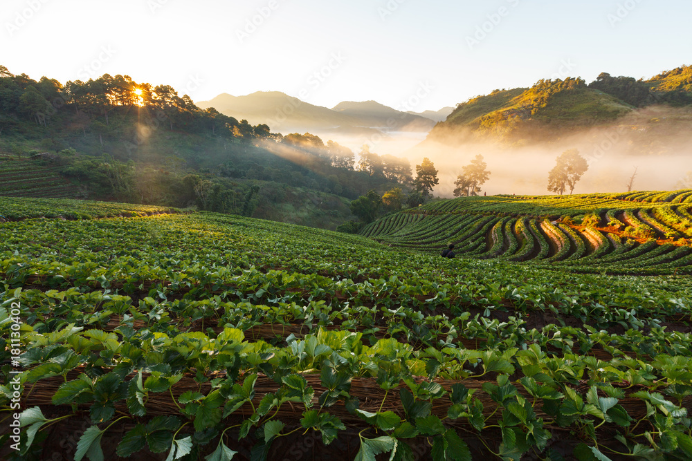 Misty morning sunrise in strawberry garden at Doi Ang khang mountain, chiangmai : thailand