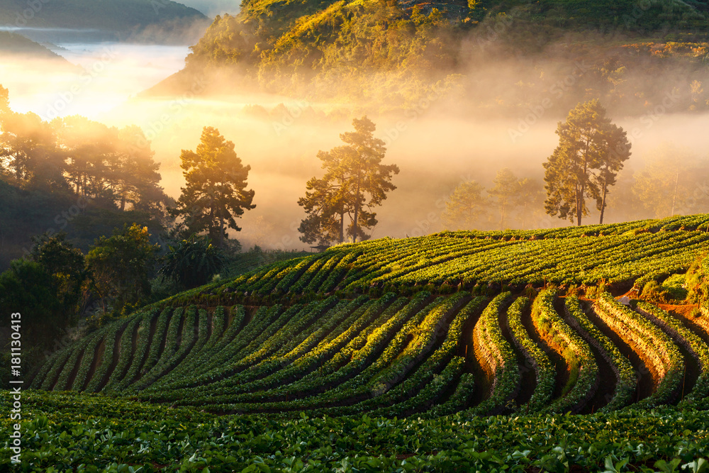 Fototapeta premium Misty morning sunrise in strawberry garden at Doi Ang khang mountain, chiangmai : thailand