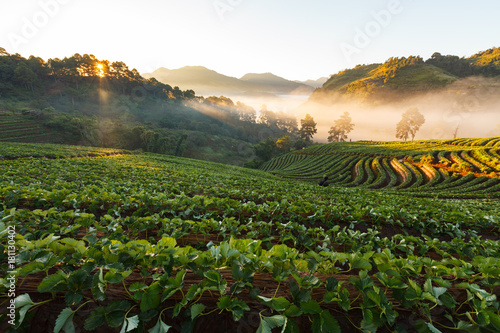 Obraz na płótnie Misty morning sunrise in strawberry garden at Doi Ang khang mountain, chiangmai : thailand w salonie