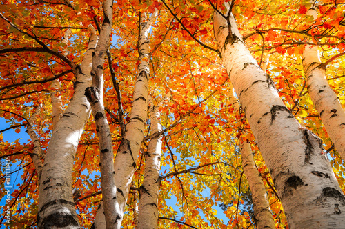 Yellow and Gold Birch Trees Fototapet