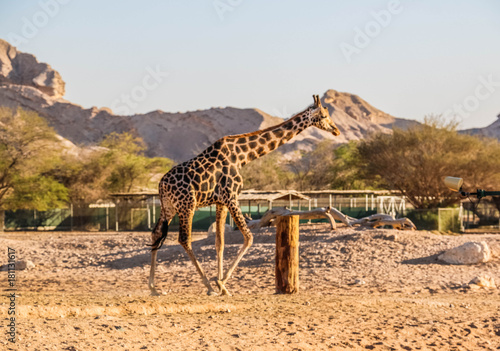 Giraffe in a zoo photo