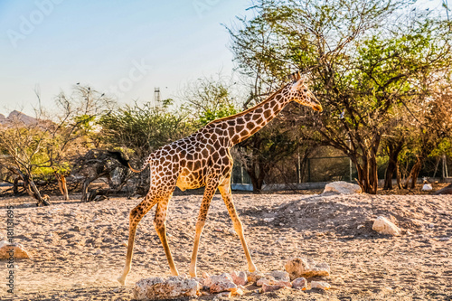 Giraffe in a zoo