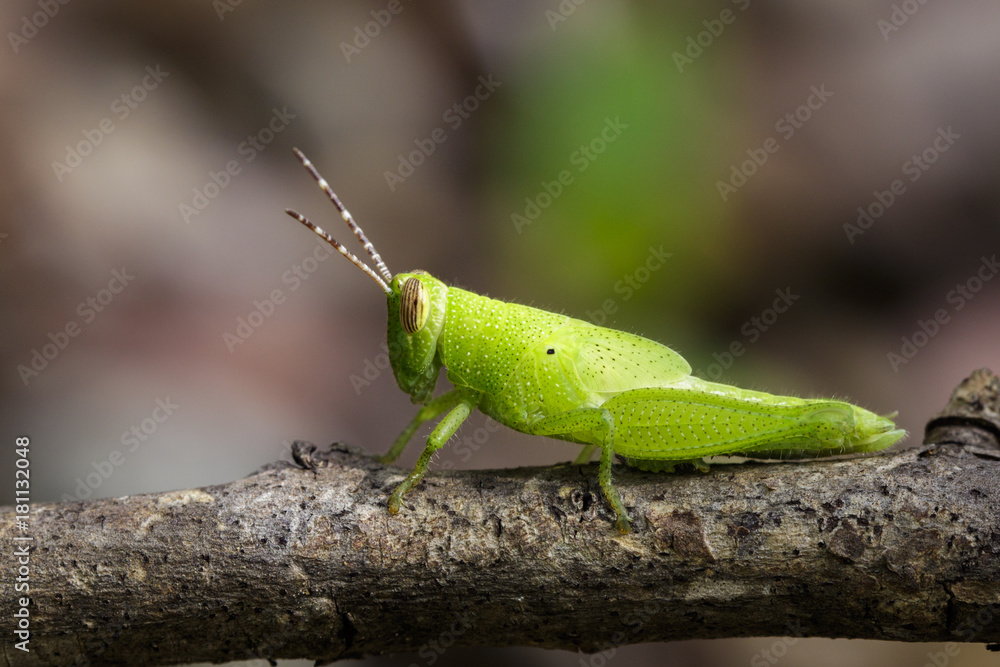 Image of Bright Green Grasshopper on a branch. Insect. Animal Image of Bright Green Grasshopper on a branch. Insect. Animal