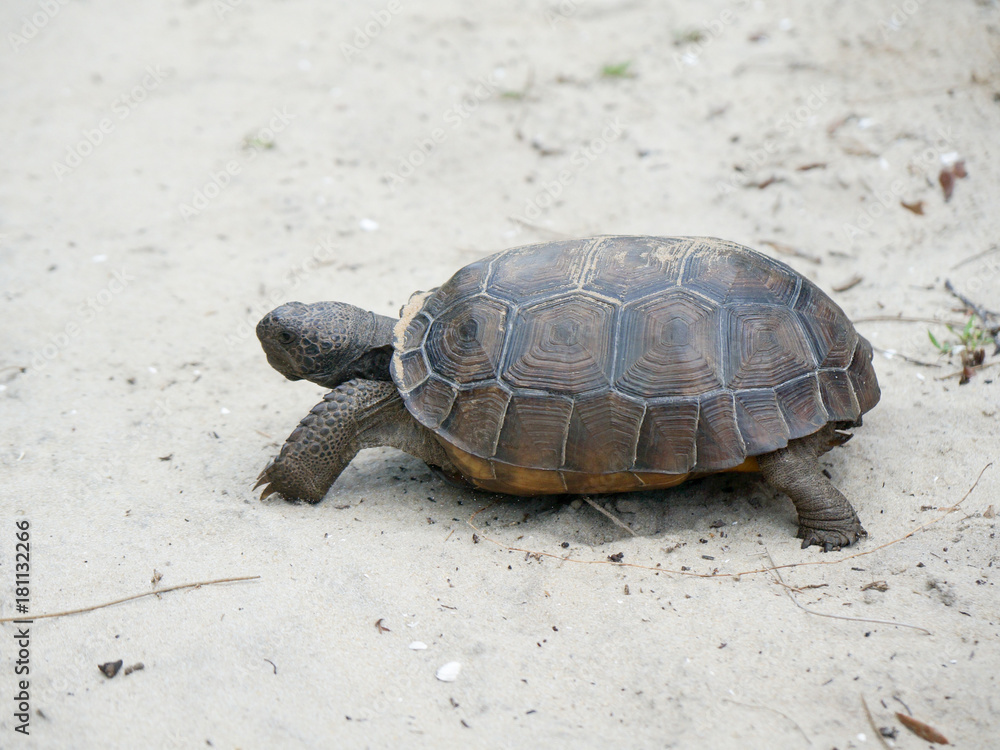 Fototapeta premium tortoise walking on the sand on a beach