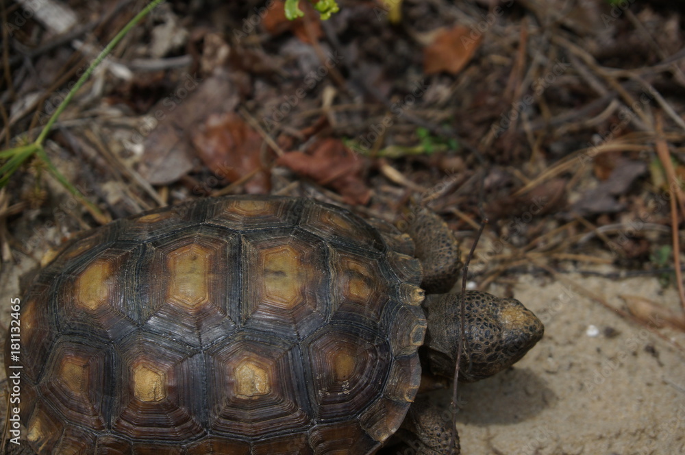 tortoise walking on the sand on a beach tortoise walking on the sand on a beach
