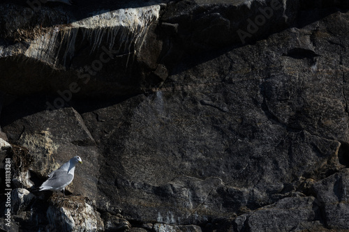 Aves en Harstad  Noruega