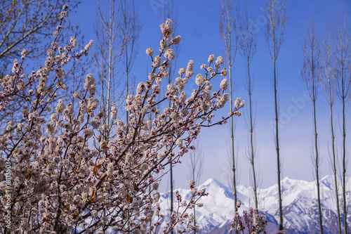 Winter moutains with snow.Leh ladakh.Flowering of appricot trees is blooming in the winter of India. photo