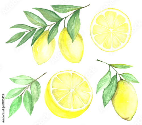Watercolor set of citrus fruits of lemon. Isolated on white background.