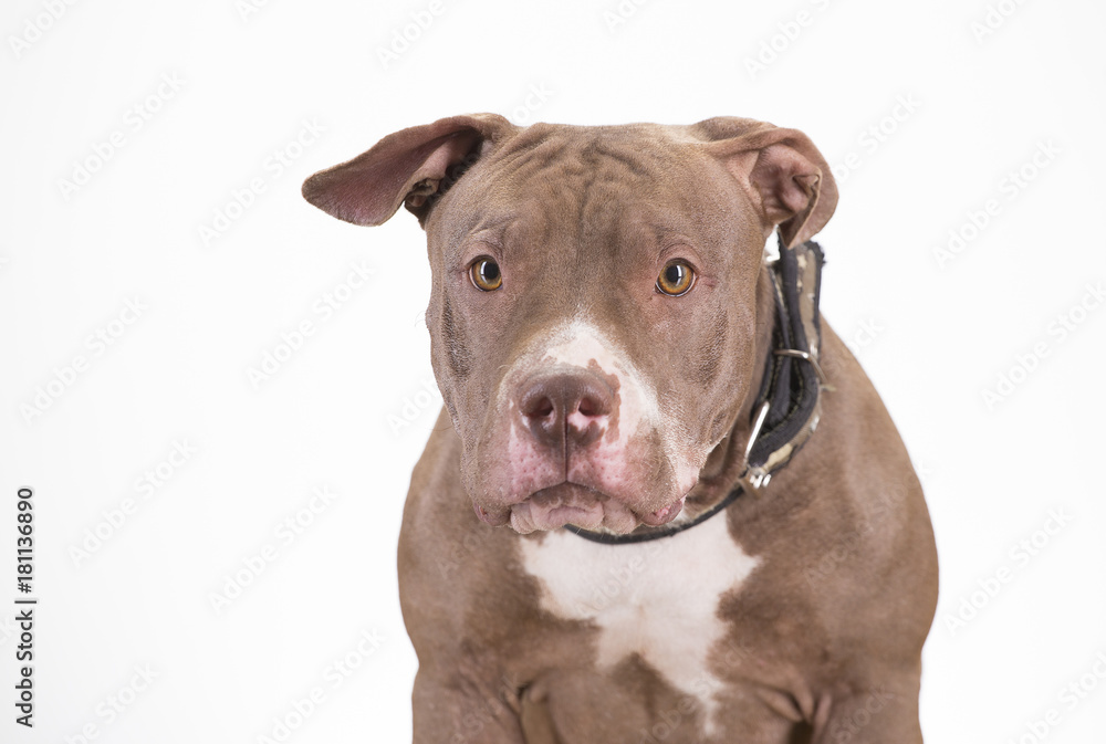 Pitbull breed dog on white background