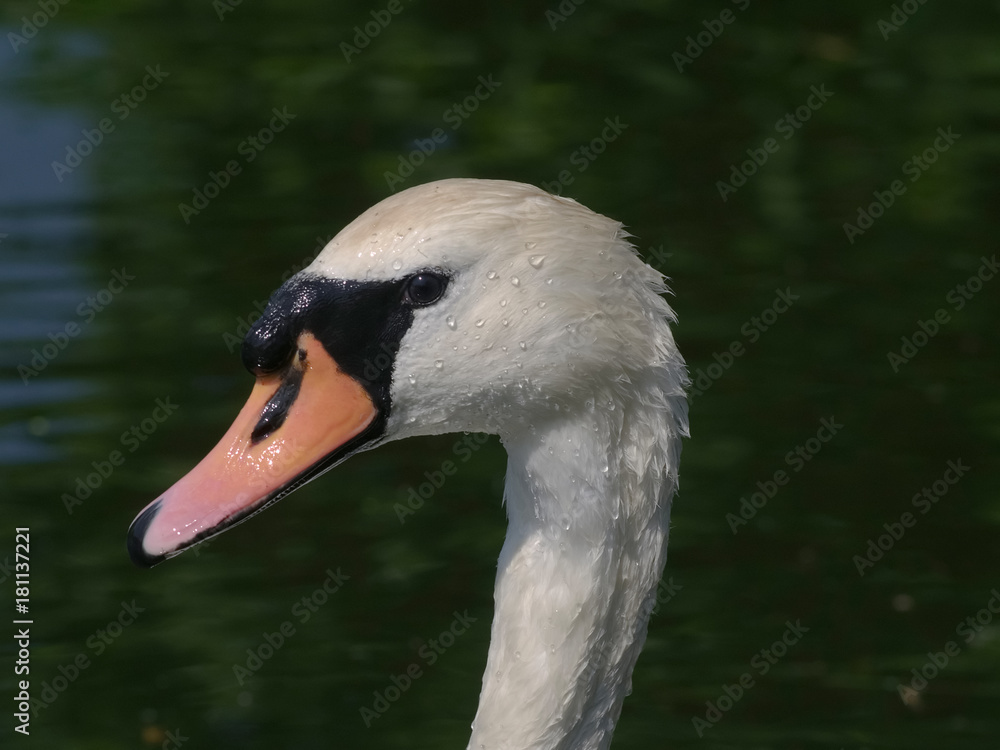 Obraz premium Portrait of a Mute Swan (Cygnus olor)
