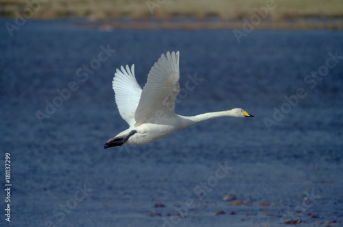 Whooper Swan Cygnus cygnus flying