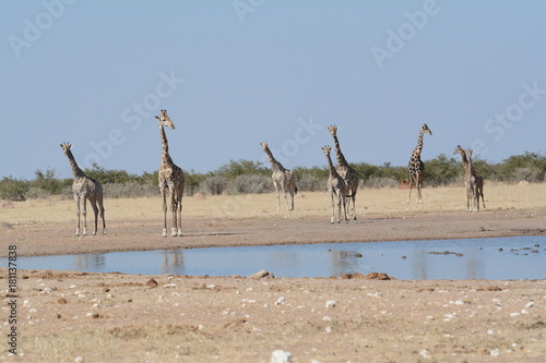 Giraffe in Etosha © Francesca