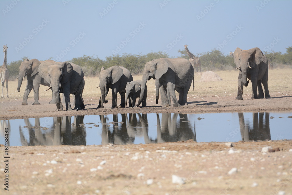 Naklejka premium Elephants in Etosha