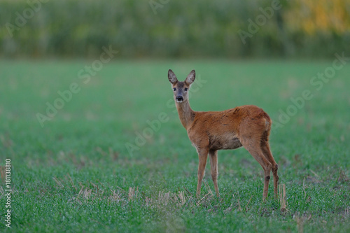 Ricke auf Feld  Rehwild  Sommer