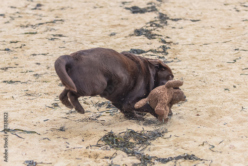 Dog labrador playing with a teddy bear, chocolate puppy running 