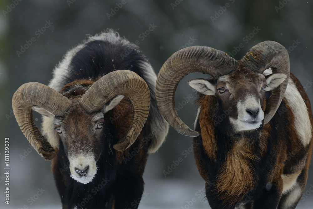 Muffelwild Widder im Winter, Mufflon, (Ovis aries) Muffelwild Widder im Winter, Mufflon, (Ovis aries)