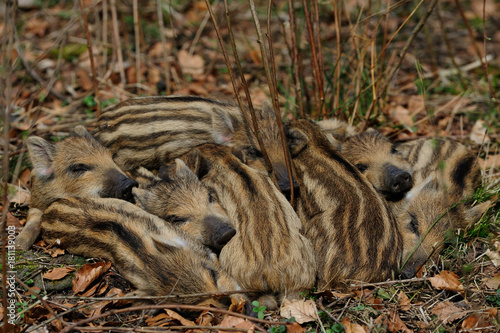 Schwarzwild, Frischlinge im Schlaf Nest, Maerz