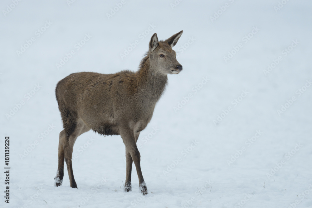 Rotwild, Kahlwild im Winter, (cervus elaphus) Rotwild, Kahlwild im Winter, (cervus elaphus)