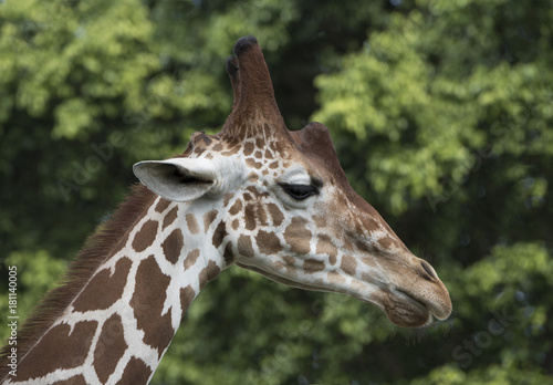 Giraffe head profile close up against a green tree background.