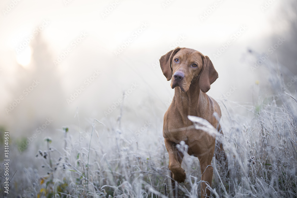 Hungarian hound dog in freezy winter time - obrazy, fototapety, plakaty 