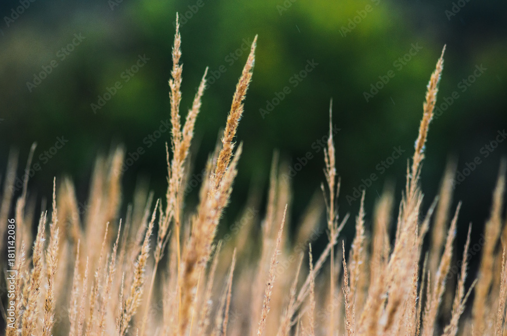 Fototapeta premium Autumn landscape from the dry stalks of tall grass and tree branches in the background
