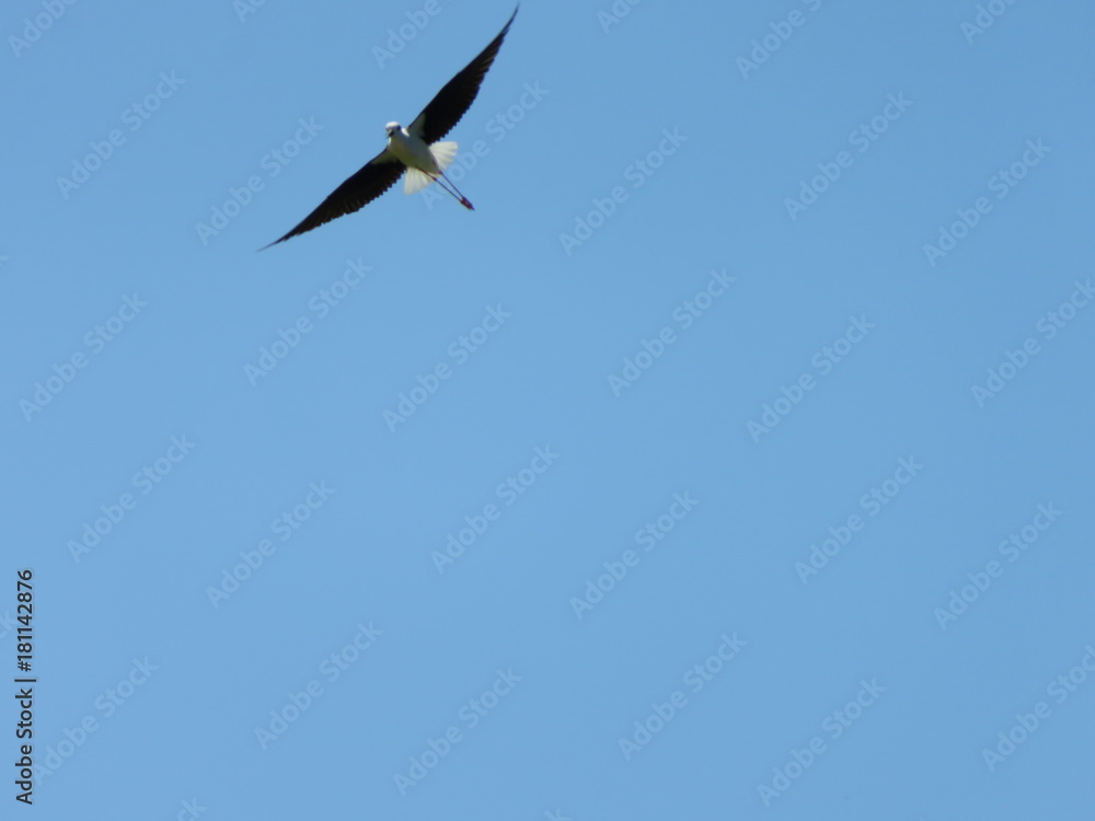 Fototapeta premium Himantopus himantopus