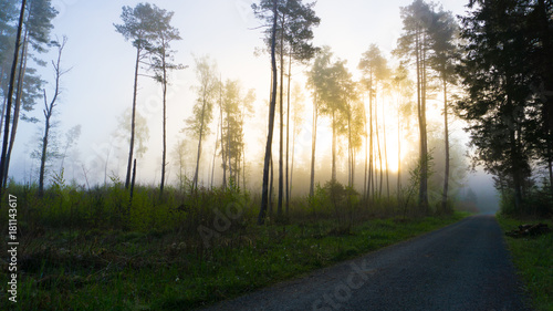 Wonderful morning mood in a quiet forest with the first rays of sun shining through the trees