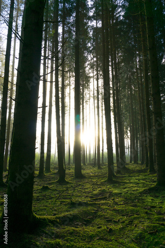 Wonderful morning mood in a quiet forest with the first rays of sun shining through the trees