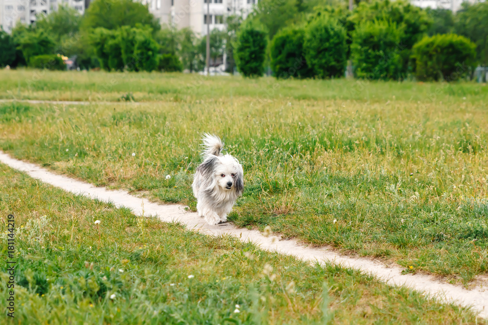 happy puppy running through a meadow