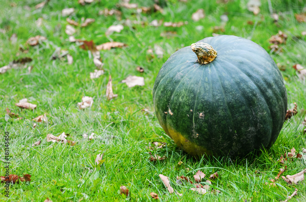 Big Green Pumpkin on the Green Grass, Close-up Big Green Pumpkin on the Green Grass, Close-up
