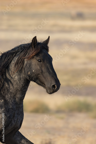 Wild Horse Stallion © natureguy