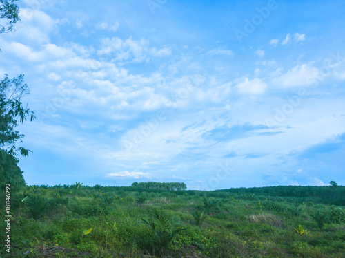 The sky above oil palm plantation.