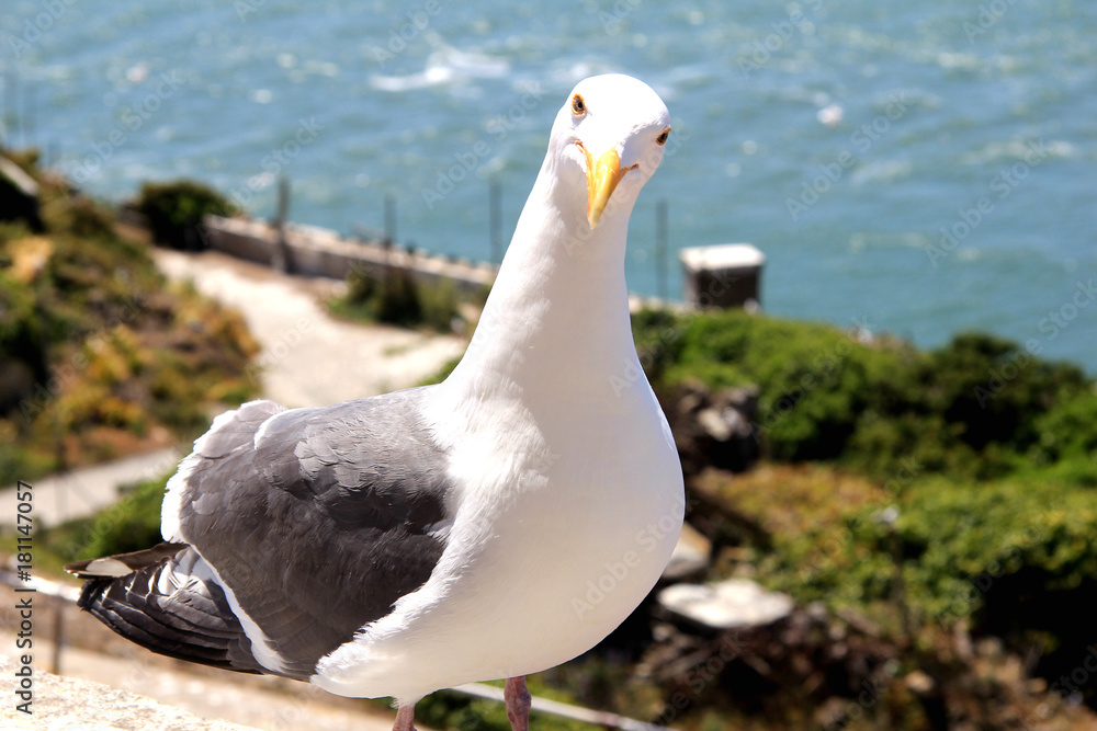 Obraz premium Seagull bird standing on his feet and attentively looking at the camera