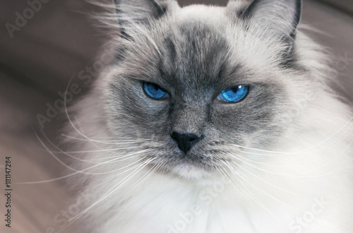 portrait of beautiful ragdoll cat with blue eyes