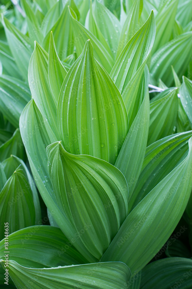 Veratrum Veratrum