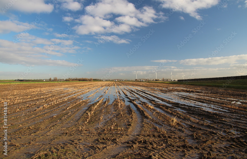 Water and mud on farm field after harvest with blue sky and white clouds in Zevenhuizen Netherlands. 